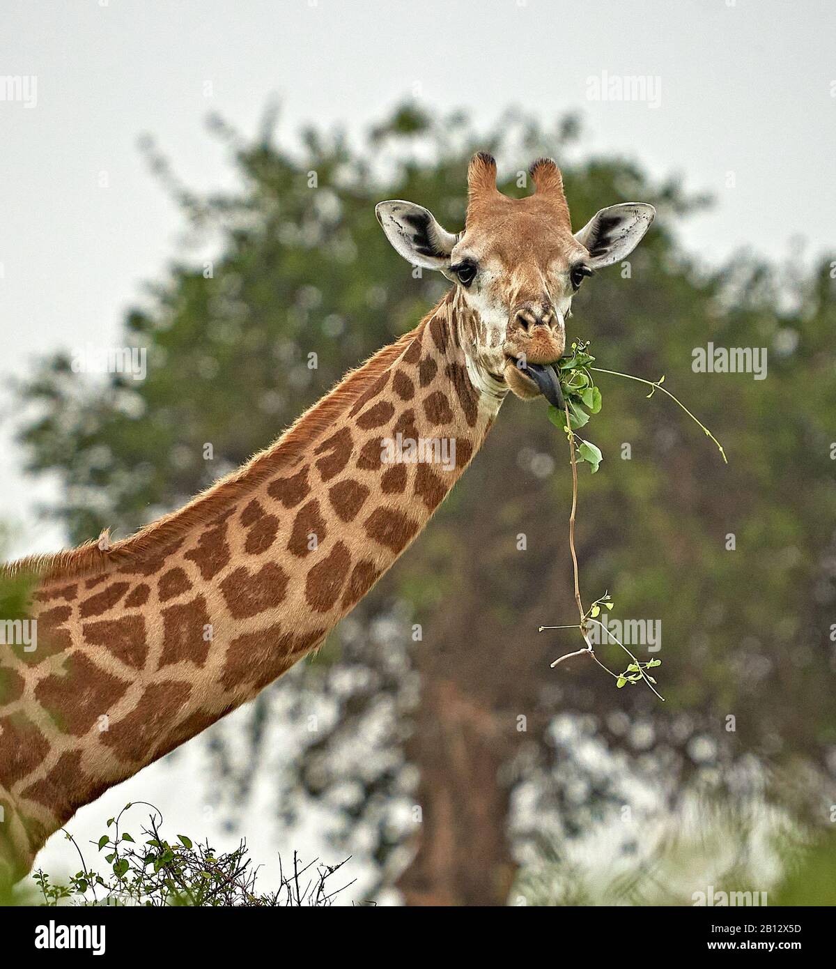 Masai giraffe nel Parco Nazionale Tsavo Kenya nutrirsi di una grande pianta di arrampicata Foto Stock