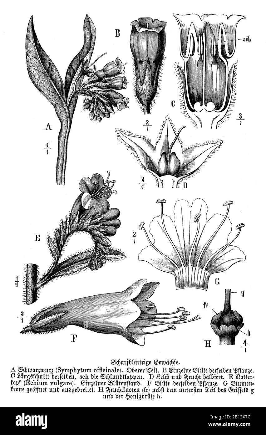 Comfrey, Symphytum officinale, Schwarzwurz: Blüte, Consoude officinale, anonym (libro di biologia, 1893) Foto Stock