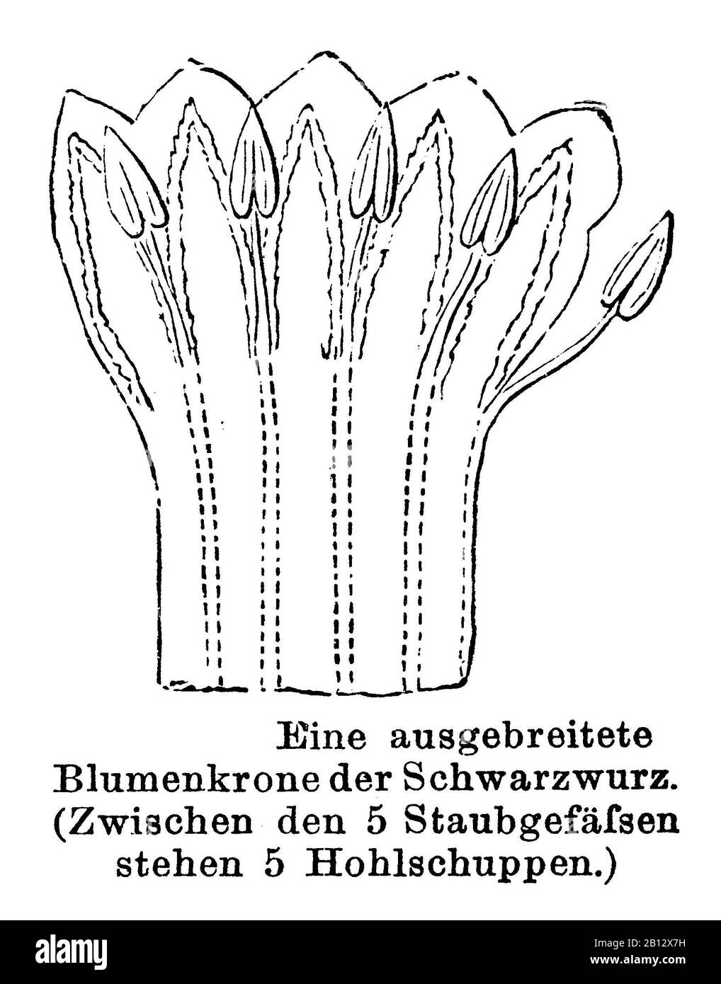Comfrey, Symphytum officinale, Schwarzwurz: Ausgebreitete Blumenkrone, Consoude officinale, anonym (libro di botanica, 1884) Foto Stock