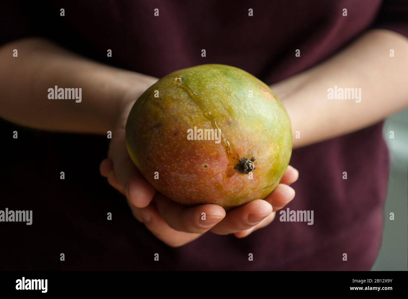 Mani che tengono succosa e maturo mango con sap intorno al gambo. Foto Stock
