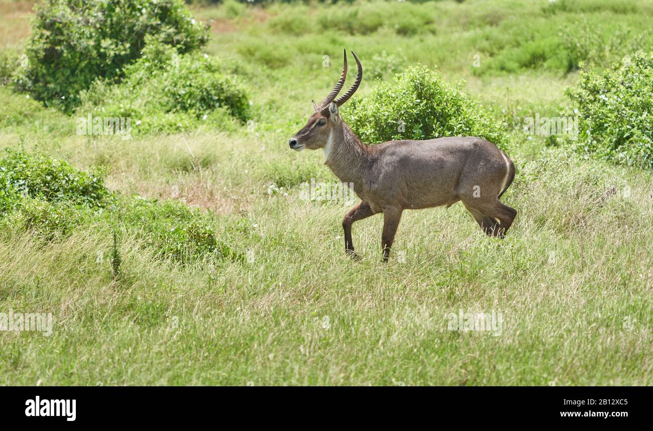Waterbuck maschio Kobus ellissiprymnus in bush aperto al Parco Nazionale Est di Tsavo nel Kenya Meridionale Foto Stock