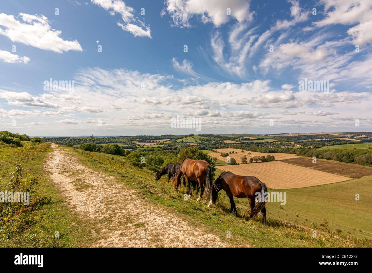 Pony della nuova foresta che pascolano sui bastioni settentrionali dell'anello di Cissbury nel Parco Nazionale dei Downs del Sud, West Sussex, Inghilterra meridionale, Regno Unito. Foto Stock