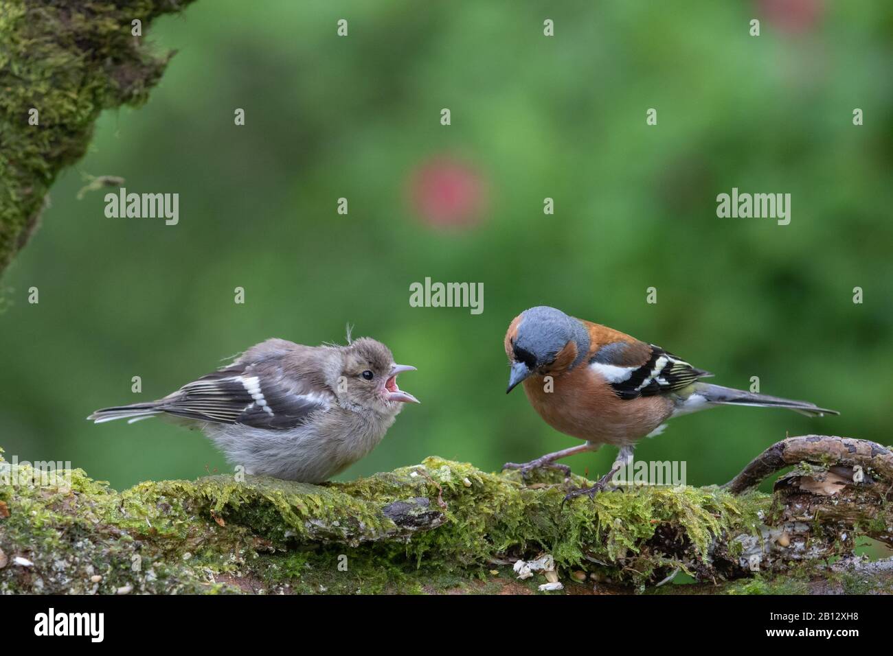 Chaffinch giovanile [ Fringilla coelebs ] che implora cibo da maschio adulto su log di Mossy Foto Stock