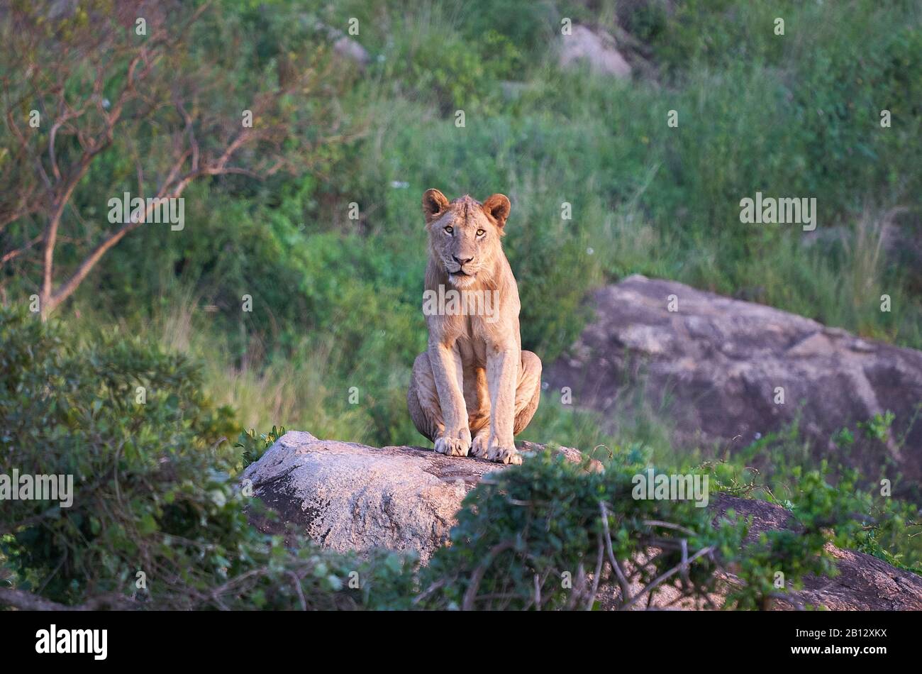 Giovane leone maschio Panthera leo che emerge dal suo pisolino diurno su una collina rocciosa al Parco Nazionale Tsavo nel Kenya meridionale Foto Stock