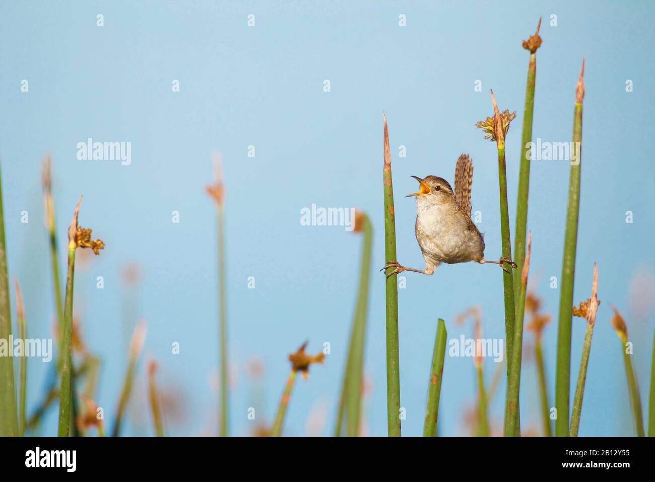Marsh Wren canta mentre fa 'le split' sulla zona umida di Cattail vegetazione Foto Stock