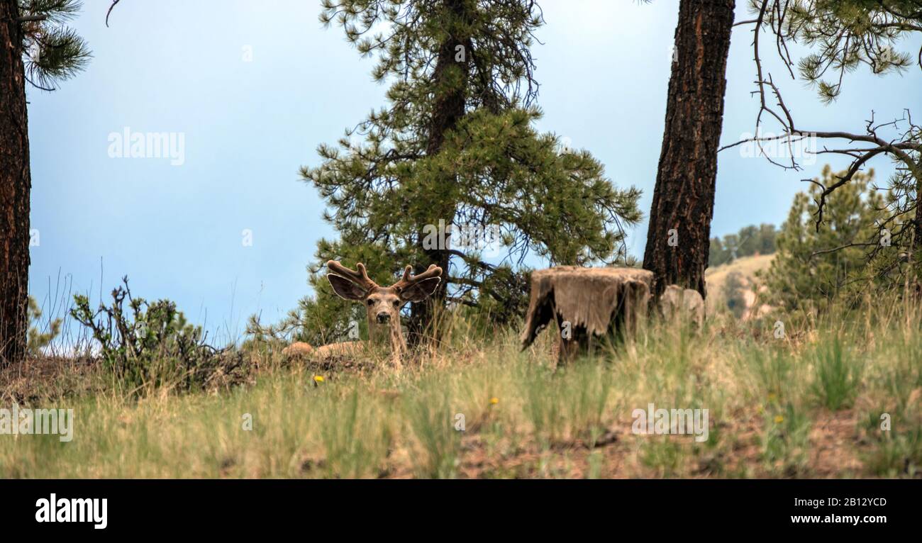 Un cervo buck si appoggia lungo alberi di pino contro uno skyline blu in Colorado. Bokeh. Foto Stock