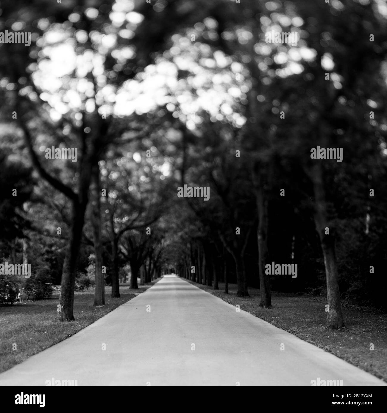 Viale di alberi in un parco, Erfurt, Turingia, Germania Foto Stock