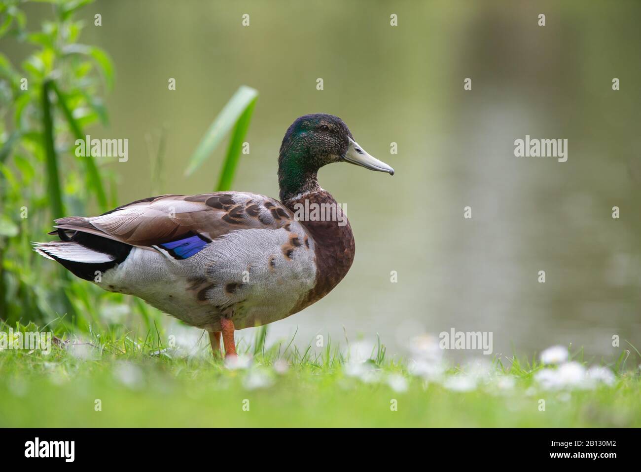 Mallard [ Anas platyrhynchos ] su erba da uno stagno Foto Stock