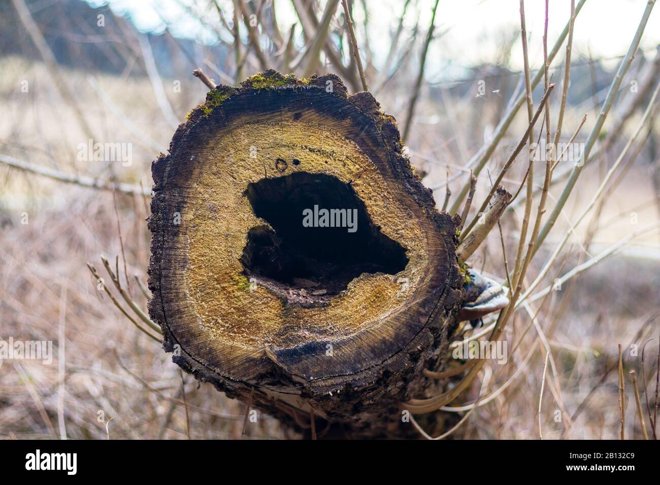 Cavo a forma di cuore in tronco di albero di menzogna abbattuto Foto Stock