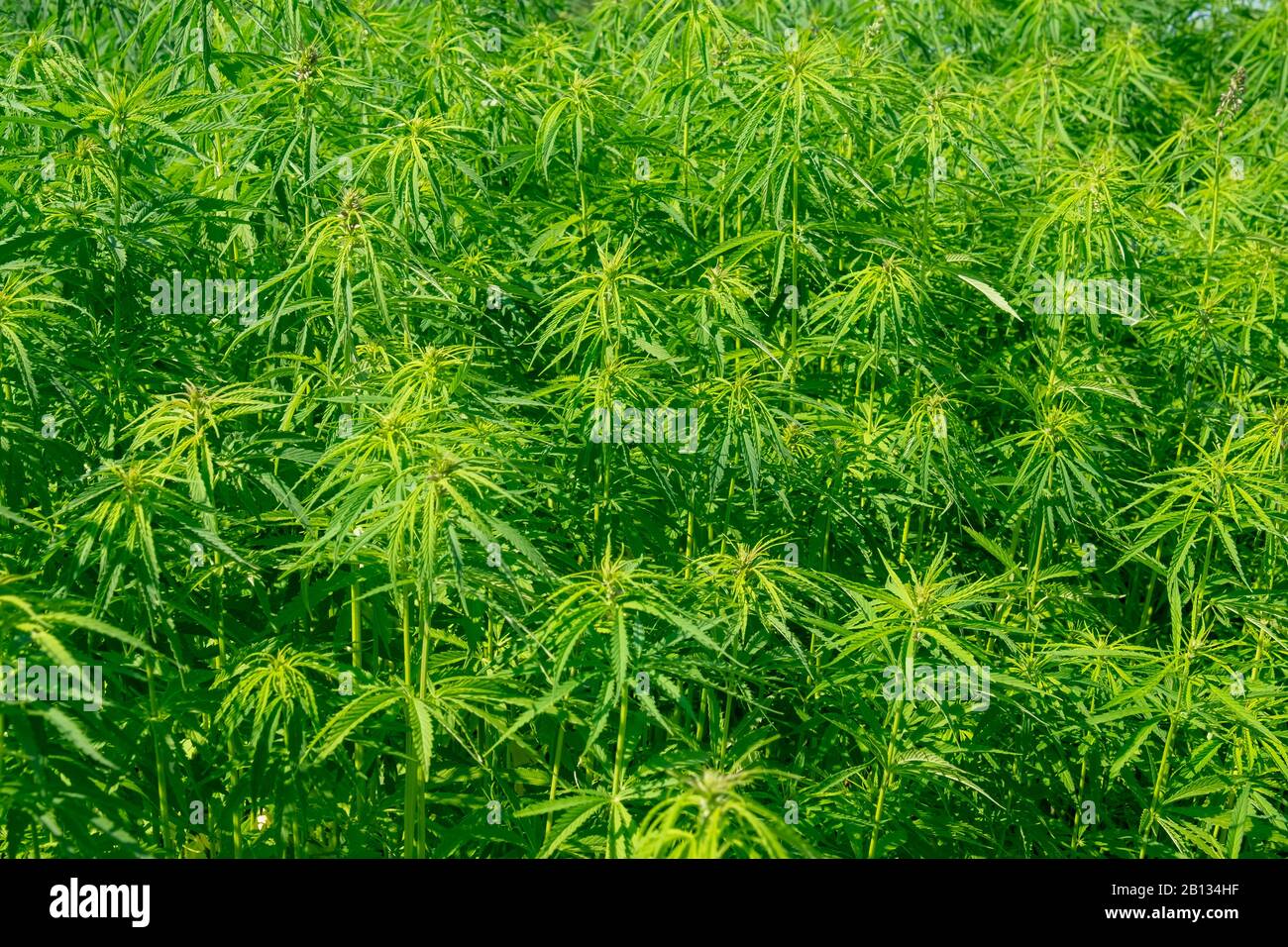 Campo con piante industriali di canapa Foto Stock