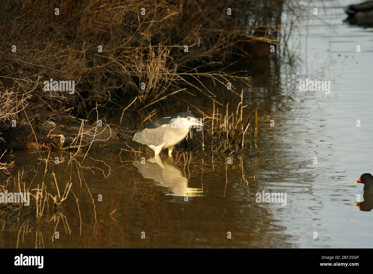 La nitticora,Nycticorax nycticorax o nero-capped nitticora. Delta del Llobregat parco naturale. Barcellona. La Catalogna, Spagna Foto Stock