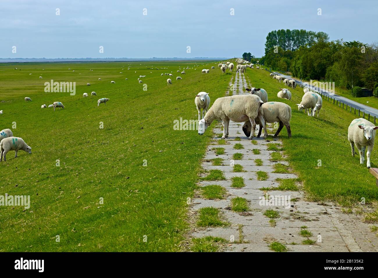 Deich pecora sulla penisola Nordstrand, Kreis Nordfriesland, Schleswig-Holstein, Germania Foto Stock