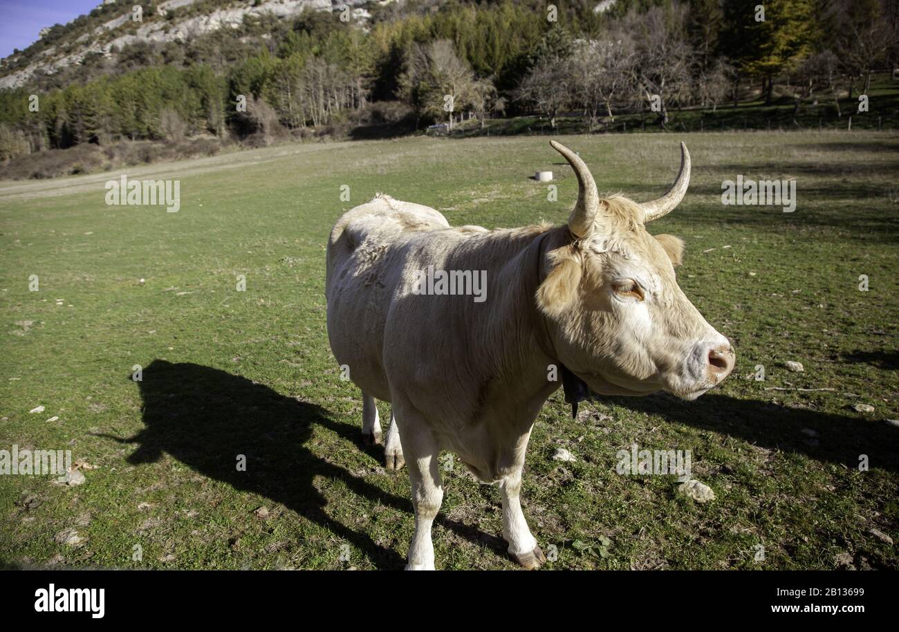 Mucca in pascolo agricolo, erbivori animali, natura Foto Stock