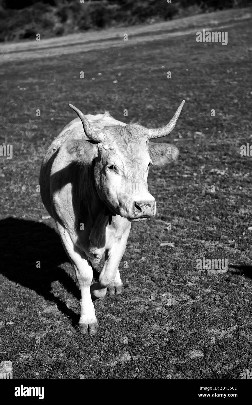 Mucca in pascolo agricolo, erbivori animali, natura Foto Stock