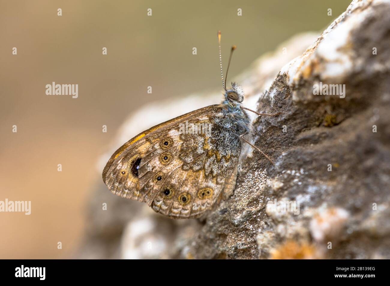 La parete corsa marrone (Lasiommata paramegaera) o marrone pallido è una farfalla endemica limitata a Corsica e Sardegna, Francia e Italia Foto Stock