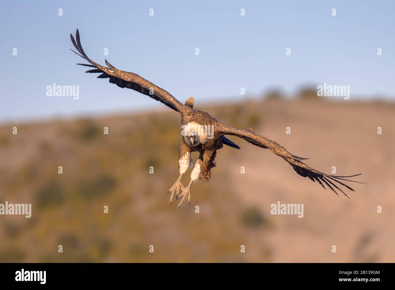 Grifone (Gips fulvus) volare e prepararsi ad atterrare nei Pirenei spagnoli, Catalogna, Spagna, aprile. Questo è un grande avvoltoio del Vecchio mondo nel Foto Stock