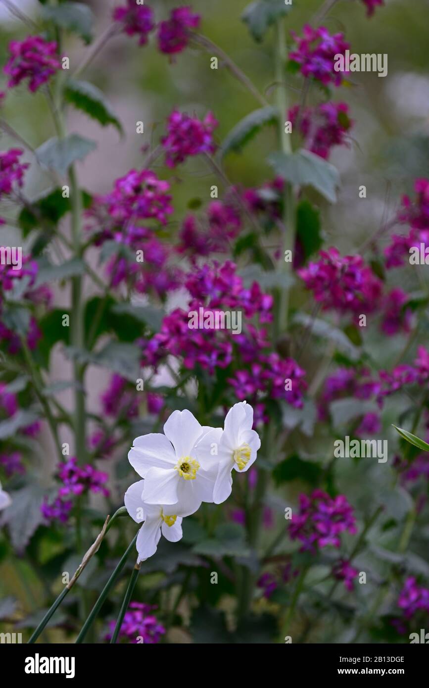 Narcissus Polar Ice, Lunaria annua Chedglow, viola onestà, fiori bianchi viola, combinazione di fioritura, impianto misto, primavera, RM floreale Foto Stock