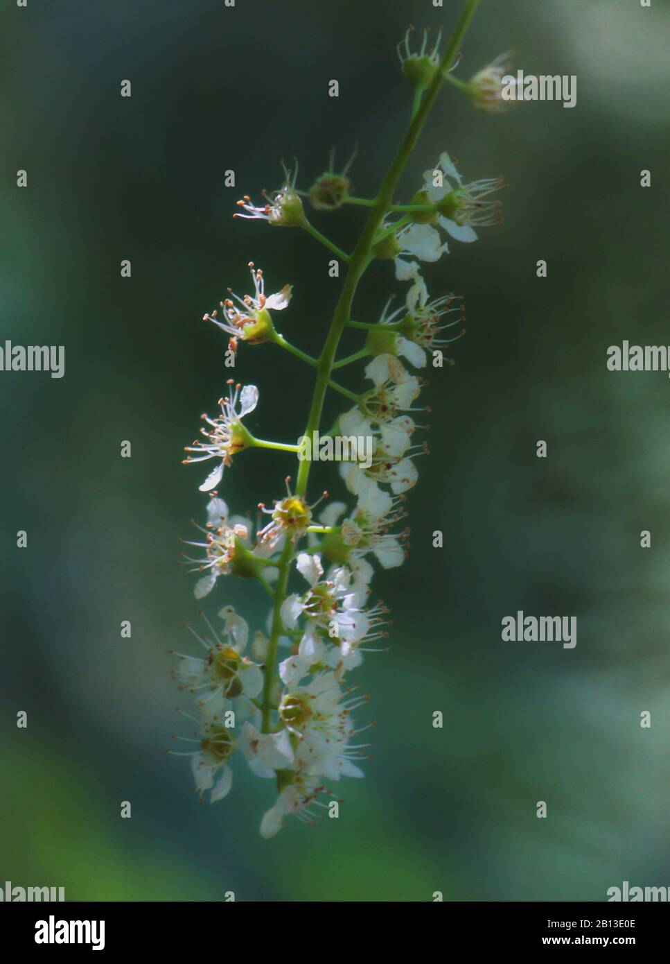 Fiori di ciliegio morbidezza primo piano Foto Stock