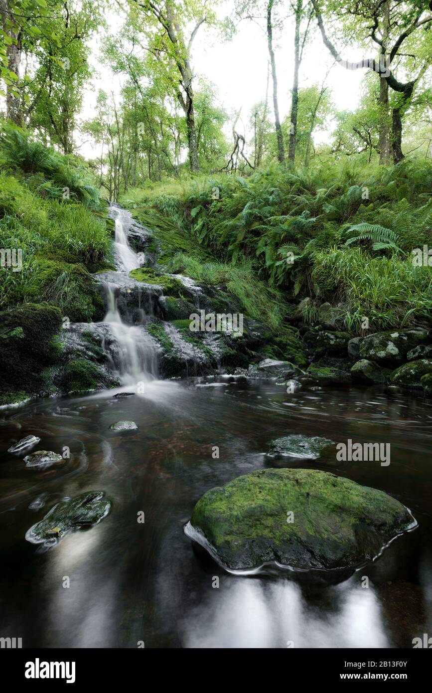 Piccola cascata nella foresta, Argyll e Bute, Scozia, Inghilterra, Regno Unito, Europa Foto Stock