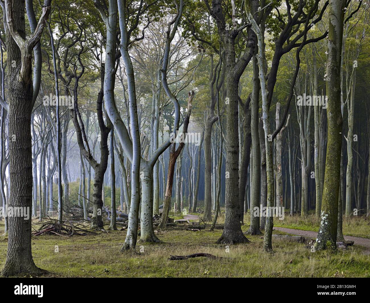 Foresta Fantasma Nienhagen,Ostseebad Nienhagen,Mecklenburg-Vorpommern,Germania Foto Stock