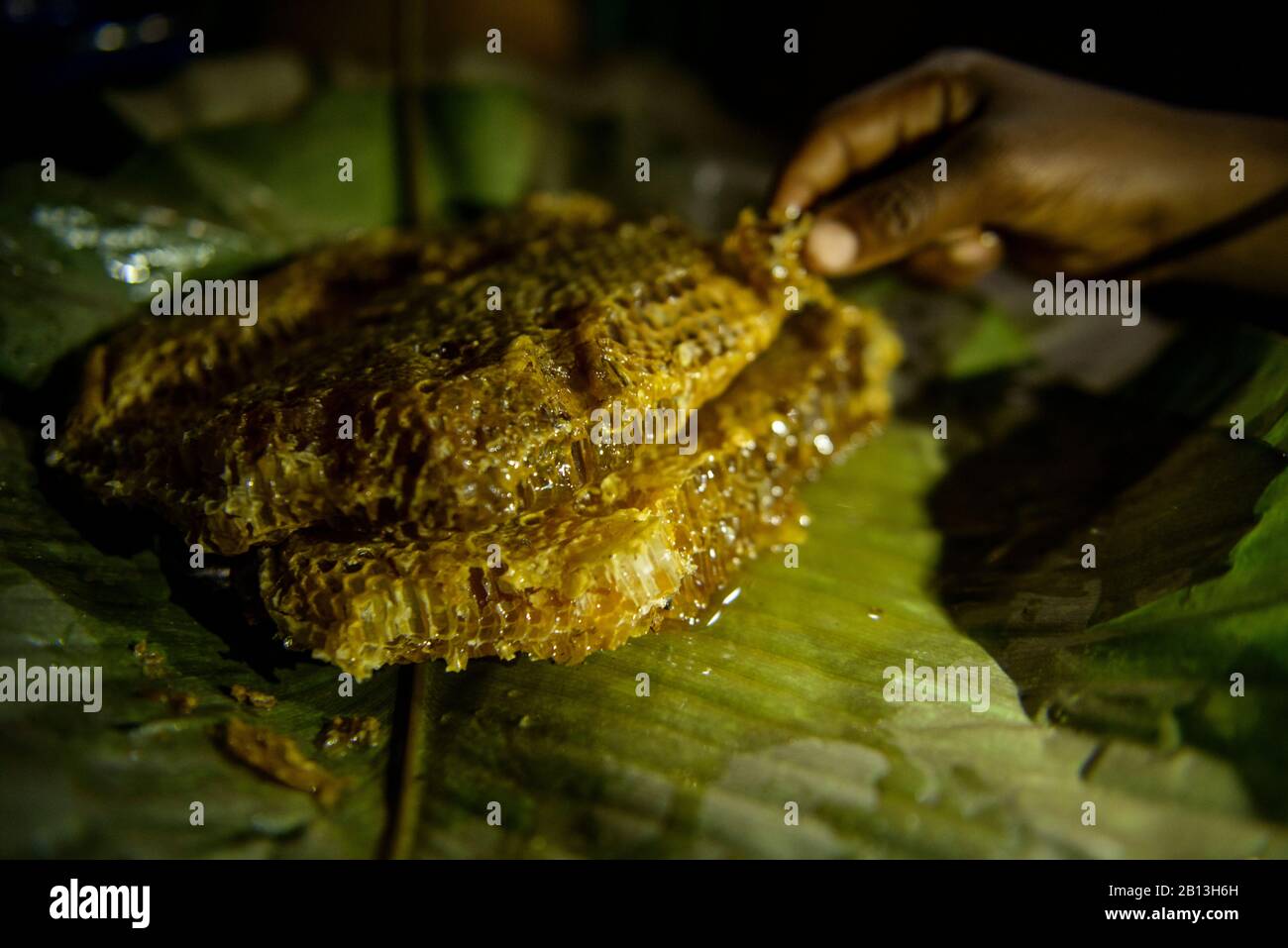 La vita dei Pigmei Bayaka nella foresta pluviale equatoriale, Repubblica Centrafricana, Africa Foto Stock