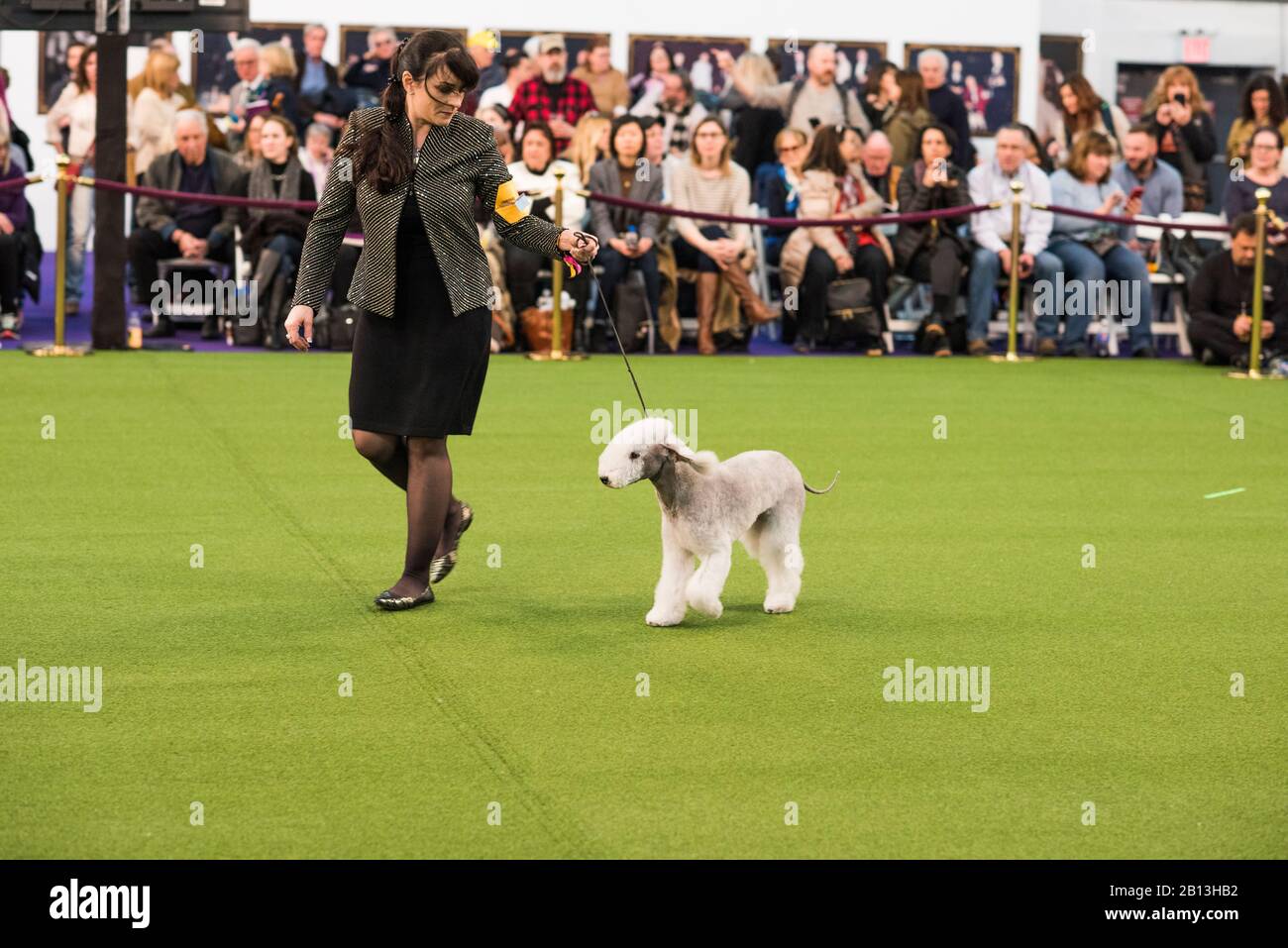 New York City, USA - 10 febbraio 2020: Gestore in esecuzione con Bedlington Terrier in show ring, 144th Westminster Kennel Club Dog Show, Pier 94, New York City Foto Stock