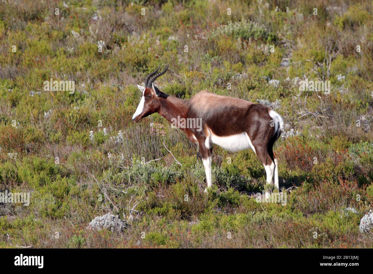 Bontebok (Damaliscus pygargus, Damaliscus dorcas), femmina, Sudafrica Foto Stock