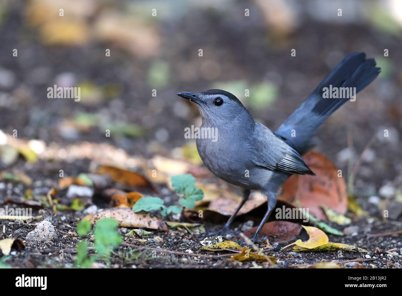 Catbird (Dumetella carolinensis), sul mangime al piano forestale, Cuba, Cayo Coco Foto Stock