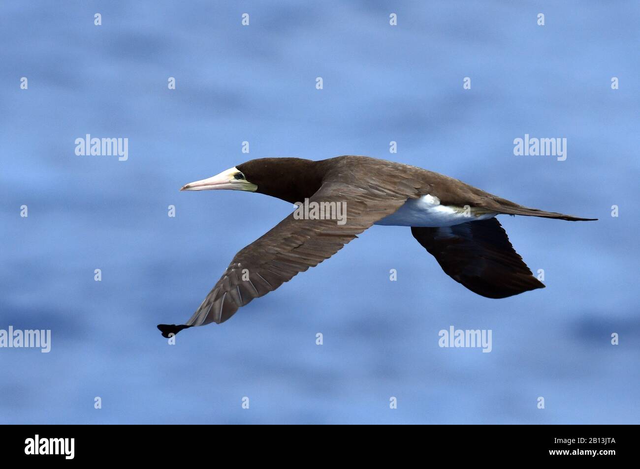 Booby marrone (Lula leukogaster), in volo sopra l'oceano medio Atlantico, Africa Foto Stock