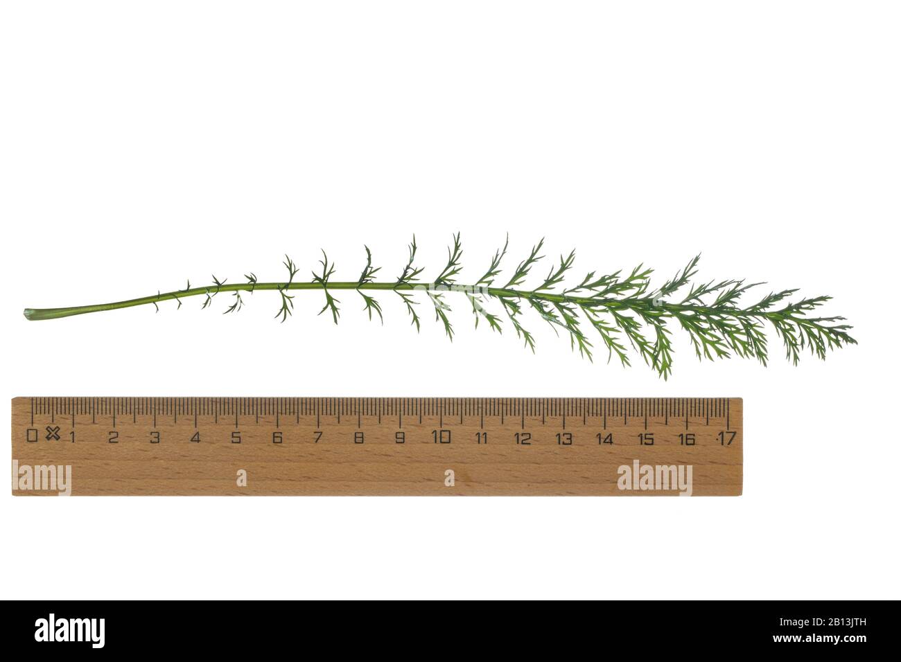 Yarrow, yarrow comune (Achillea millefolium), foglia, taglio mit righello, Germania Foto Stock