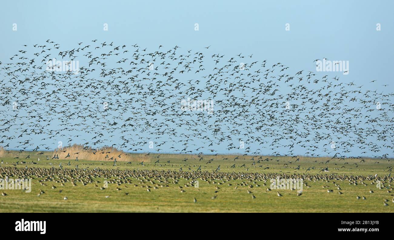 Plover dorato europeo (Pluvialis albicaria), floccato in alto, Paesi Bassi, Frisia Foto Stock
