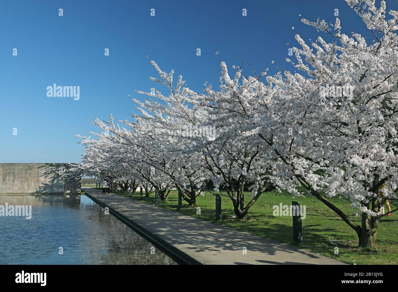 Ciliegio orientale (Prunus serrulata), fioritura dei ciliegi giapponesi, Germania, Renania settentrionale-Vestfalia, Neuss Foto Stock
