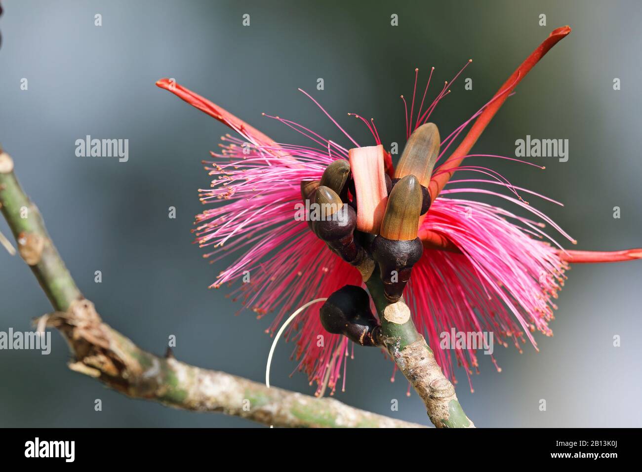 Albero della spazzola di rasatura (Pseudobombax ellittico), bocciolo e fiore, Cuba Foto Stock