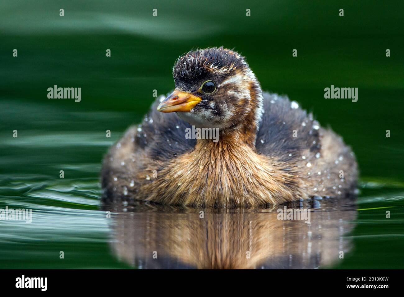 Piccolo grebe (Podiceps ruficollis, Tachybaptus ruficollis), giovane con gocce d'acqua, Germania, Baden-Wuerttemberg Foto Stock
