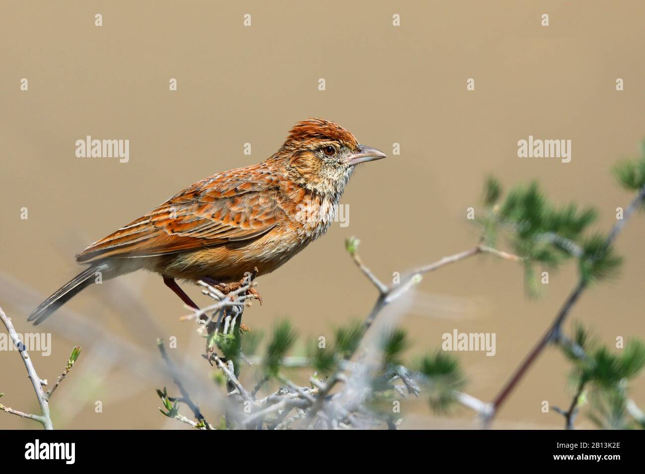 Eastern Clapper Lark (Mirafra fasciolata), perching su un cespuglio, vista laterale, Sud Africa, Capo orientale, Parco Nazionale delle Zebre di montagna Foto Stock