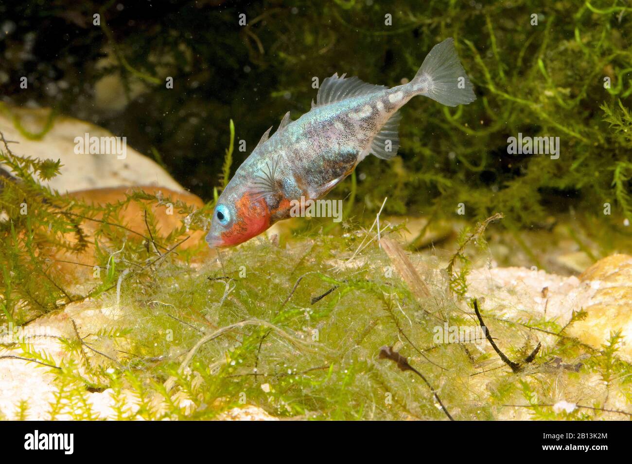 Stickleback a tre spinati (Gasterosteus aculeatus), uomo che protegge il nido, Germania Foto Stock