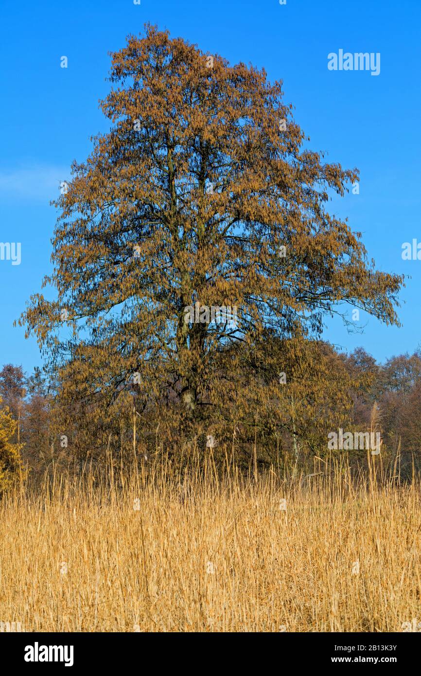 Ontano comune, ontano nero, ontano europeo (Alnus glutinosa), albero singolo, fioritura in primavera, Germania Foto Stock