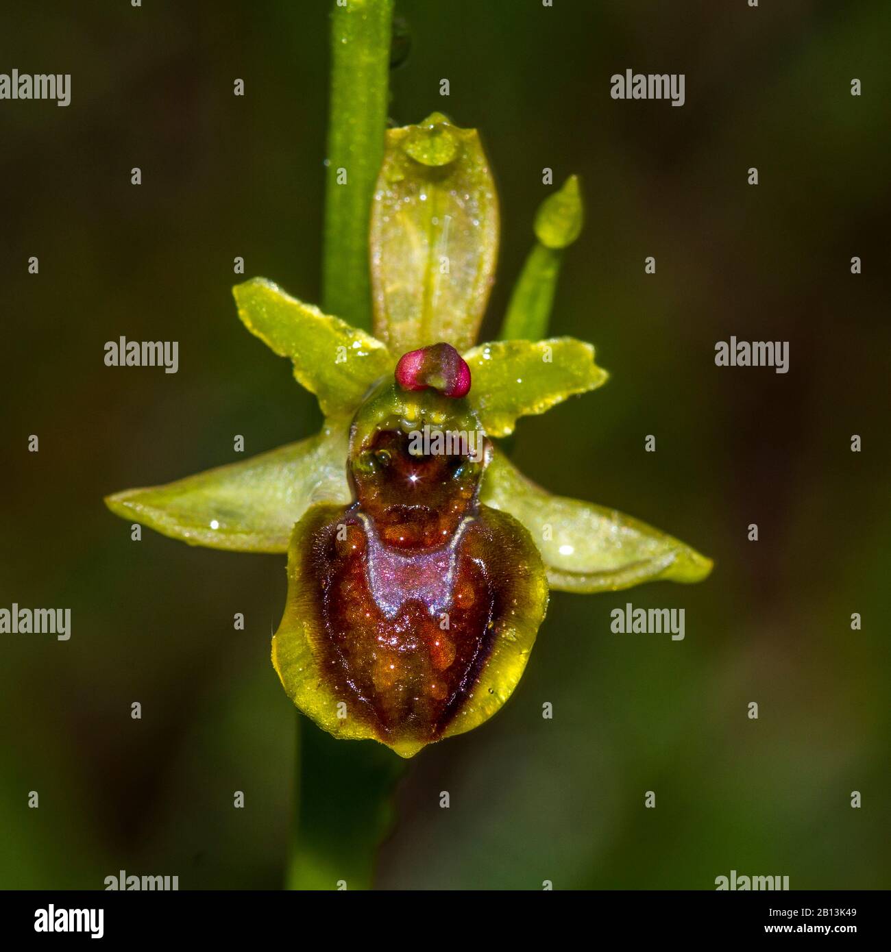 Piccolo ragno ophrys (Ophrys araneola), fiore con gocce d'acqua, Germania, Baden-Wuerttemberg Foto Stock