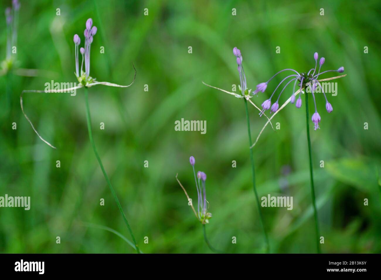 Keeled l'aglio (allium carinatum), fioritura, in Germania, in Baviera, Alta Baviera, Baviera superiore Foto Stock