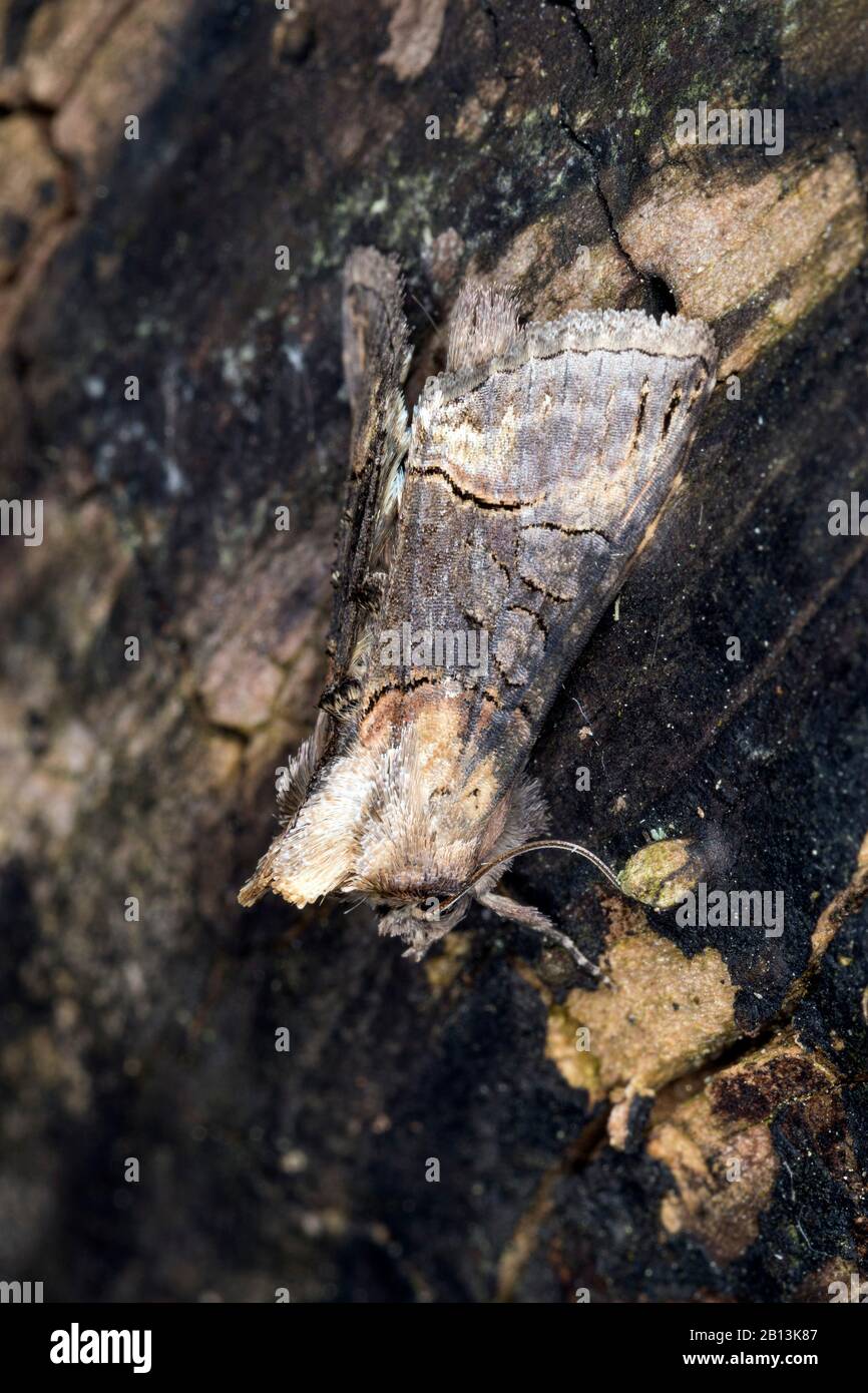 Occhiali scuri (triblasia di Abrostola), siede sulla corteccia, Germania Foto Stock