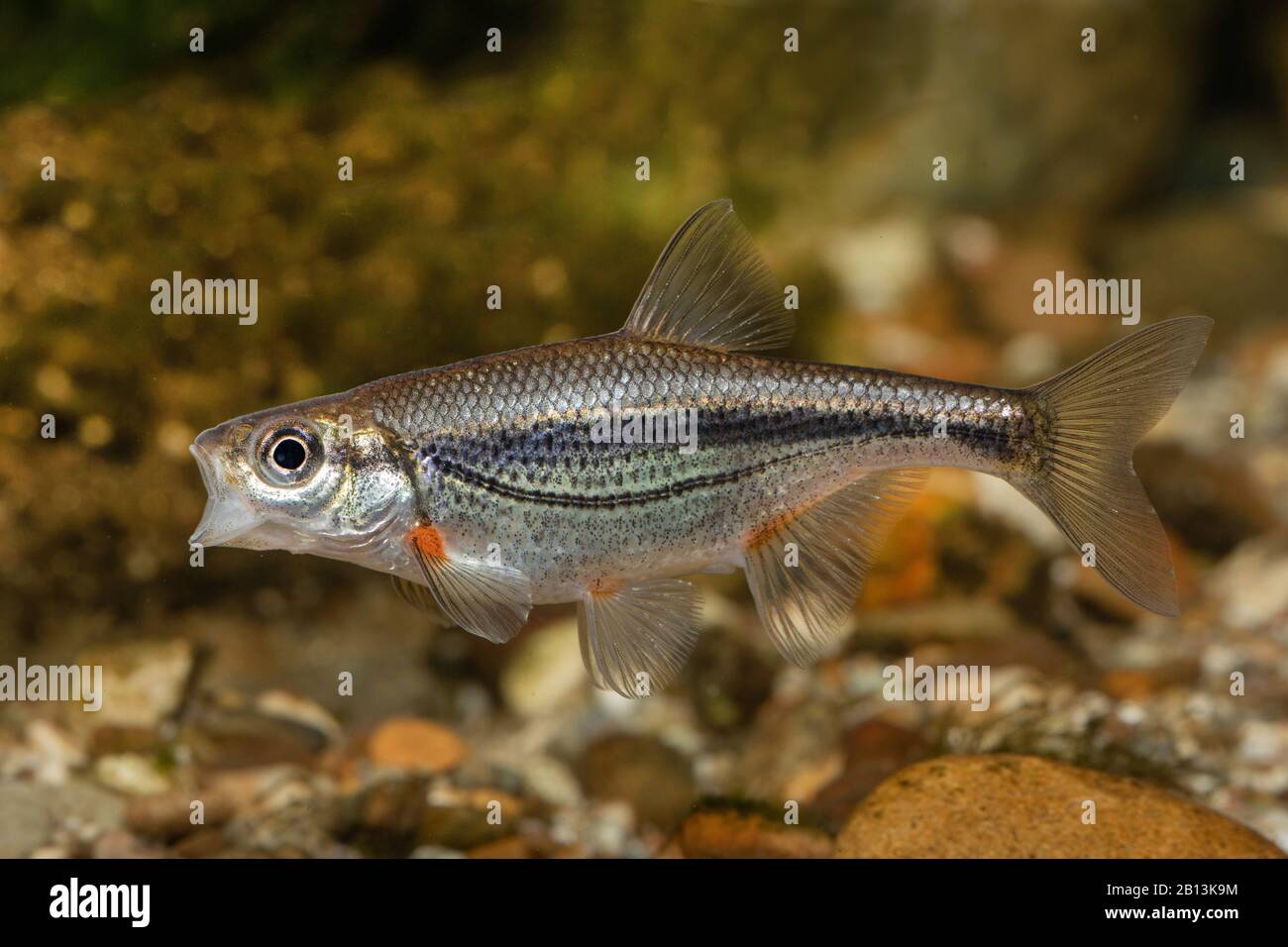 Muffola, schneider (Alburnoides bipunctatus), tendente, nella colorazione di accoppiamento Foto Stock