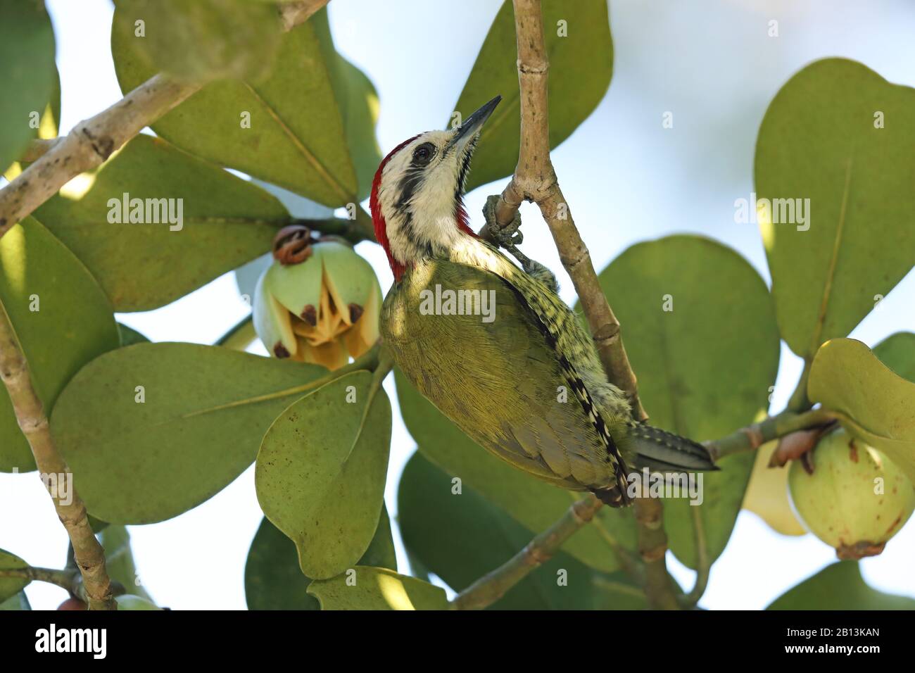 Cubano picchio verde (Xiphidiopicus percussus), maschio si trova su albero autografo, Clusia rosea, Cuba Foto Stock