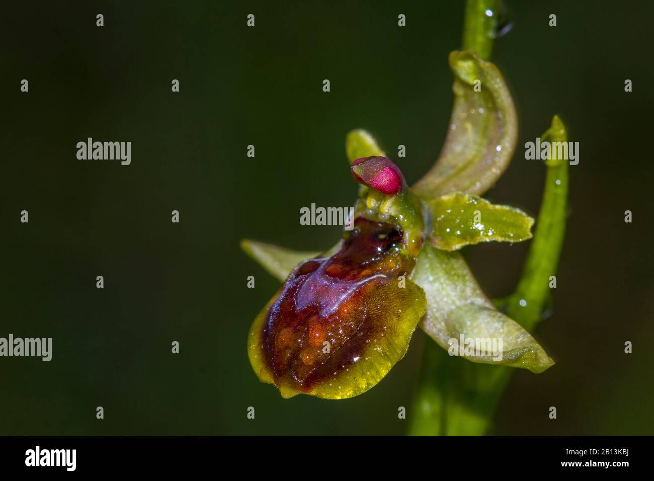 Piccolo ragno ophrys (Ophrys araneola), fiore con gocce d'acqua, Germania, Baden-Wuerttemberg Foto Stock