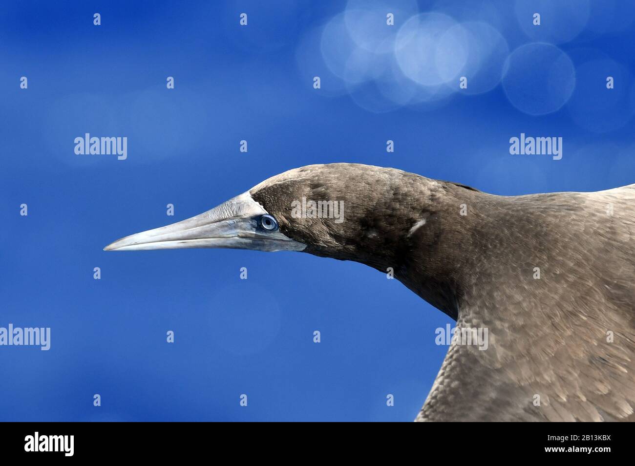 Booby marrone (Lula leukogaster), in volo sopra l'oceano medio Atlantico, Africa Foto Stock