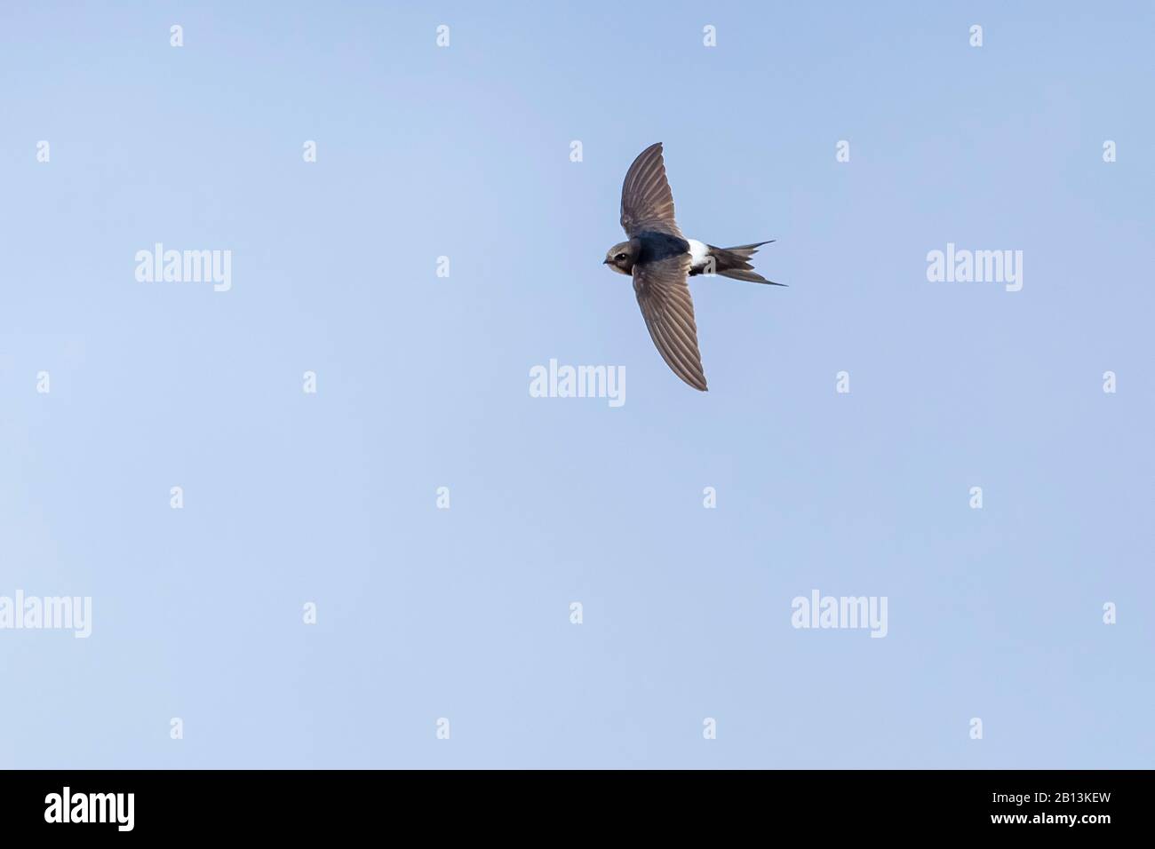 Swift (Apus caffer), in volo, Portogallo Foto Stock