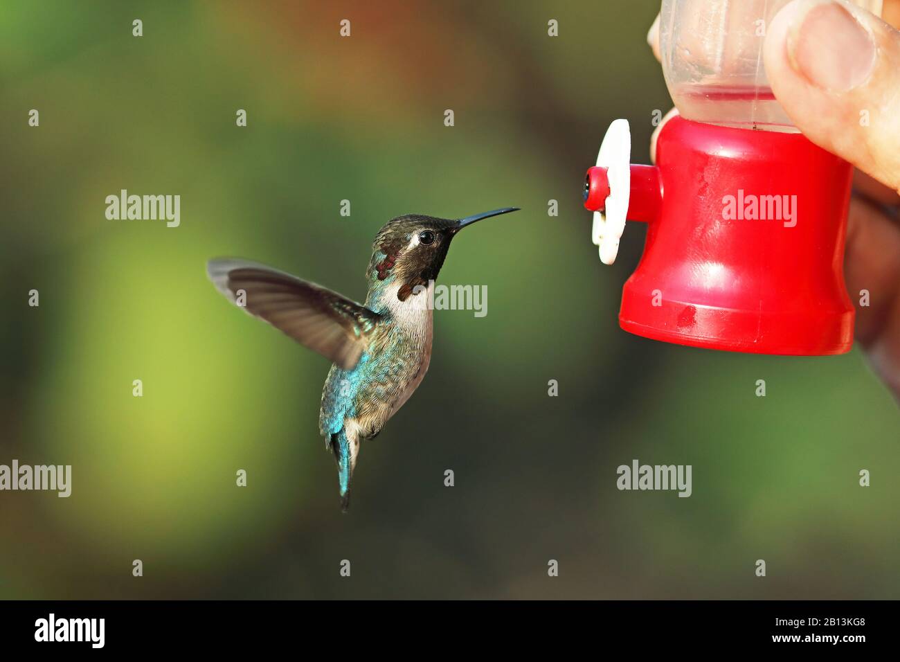 Hummingbird di ape (Melisuga helenae, Calypte helenae), maschio è alimentato, Cuba, Zapata National Park Foto Stock