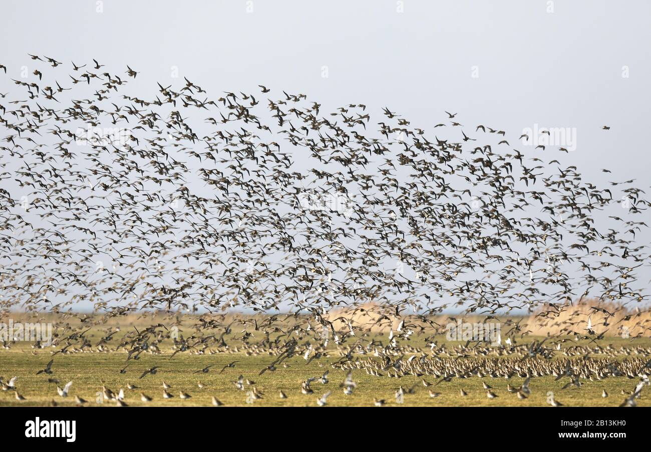 Plover dorato europeo (Pluvialis albicaria), floccato in alto, Paesi Bassi, Frisia Foto Stock