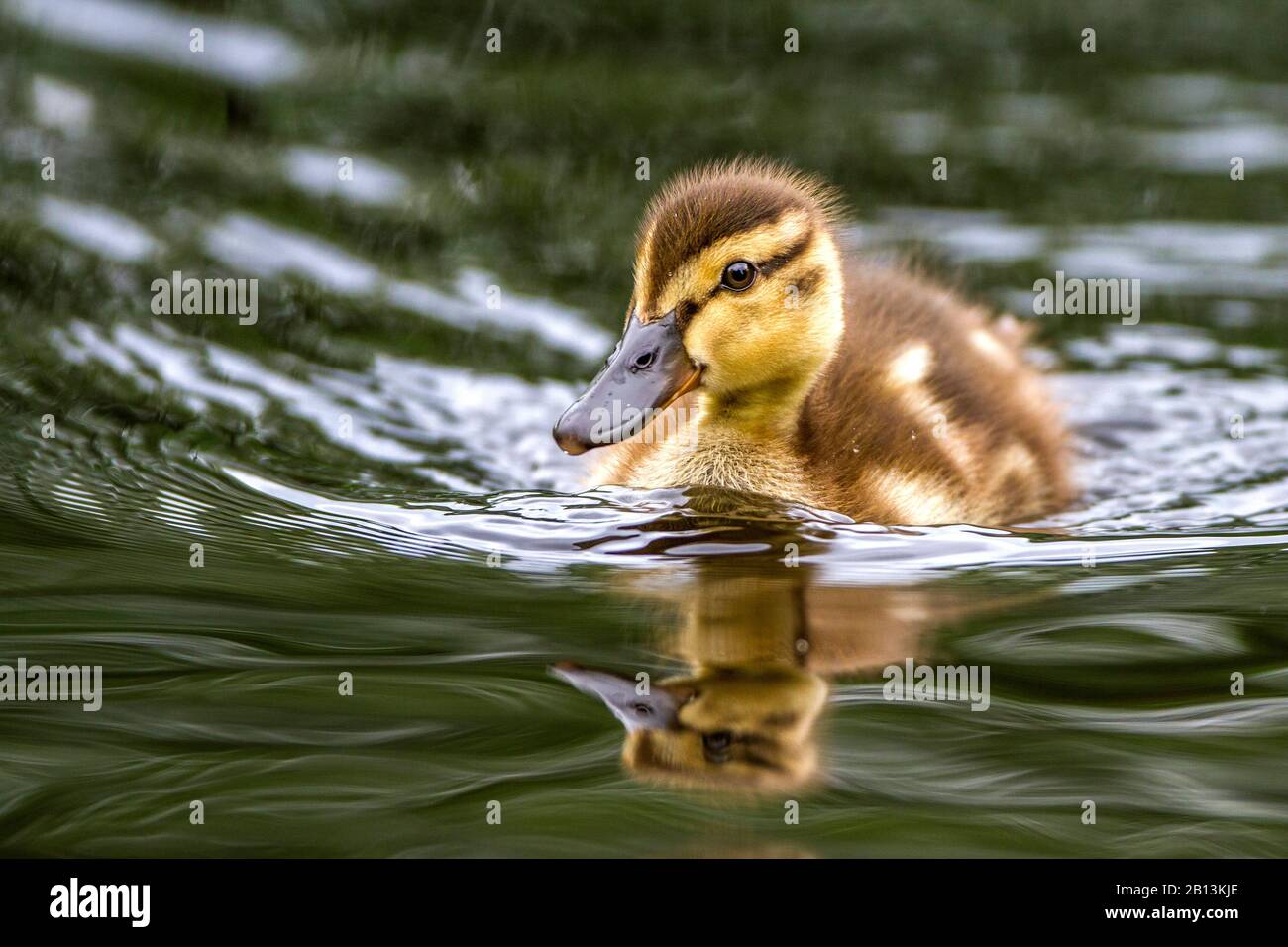 Mallard (Anas platyrhynchos), pulcino sull'acqua, Germania, Baden-Wuerttemberg Foto Stock