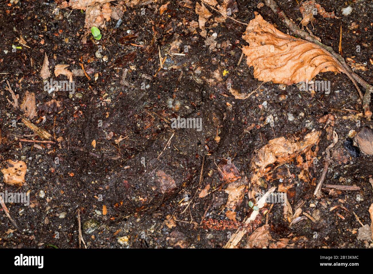 Cervi rossi (Cervus elaphus), stampa, Germania Foto Stock