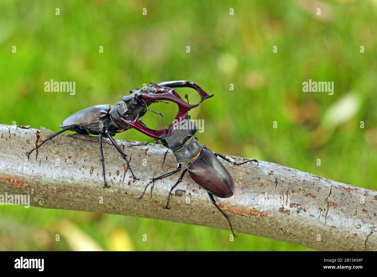 Stag Beetle, European Stag Beetle (Lucanus cervus), due uomini in lotta su un ramo, Germania, Sassonia Foto Stock